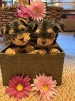 Rare Natural Tail Yorkie, a female Yorkshire Terrier for sale in Camden, SC – 3 of 5