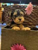 Rare Natural Tail Yorkie, a female Yorkshire Terrier for sale in Camden, SC – 1 of 5