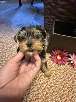 Rare Natural Tail Yorkie, a female Yorkshire Terrier for sale in Camden, SC – 2 of 5
