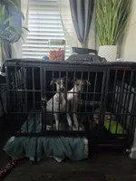 Hazel Haze, a female Whippet for sale in Greenville, TX – 8 of 10