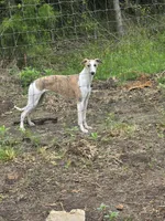 Hazel Haze, a female Whippet for sale in Greenville, TX – 5 of 10