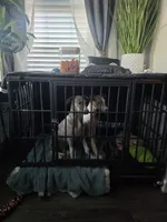 Hazel Haze, a female Whippet for sale in Greenville, TX – 9 of 10