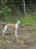 Hazel Haze, a female Whippet for sale in Greenville, TX – 2 of 10