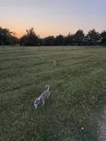 Hazel Haze, a female Whippet for sale in Greenville, TX – 10 of 10