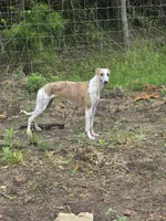 Hazel Haze, a female Whippet for sale in Greenville, TX – 3 of 10