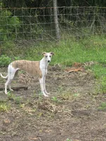 Hazel Haze, a female Whippet for sale in Greenville, TX – 4 of 10