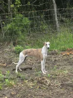 Hazel Haze, a female Whippet for sale in Greenville, TX – 6 of 10