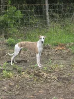 Hazel Haze, a female Whippet for sale in Greenville, TX – 7 of 10