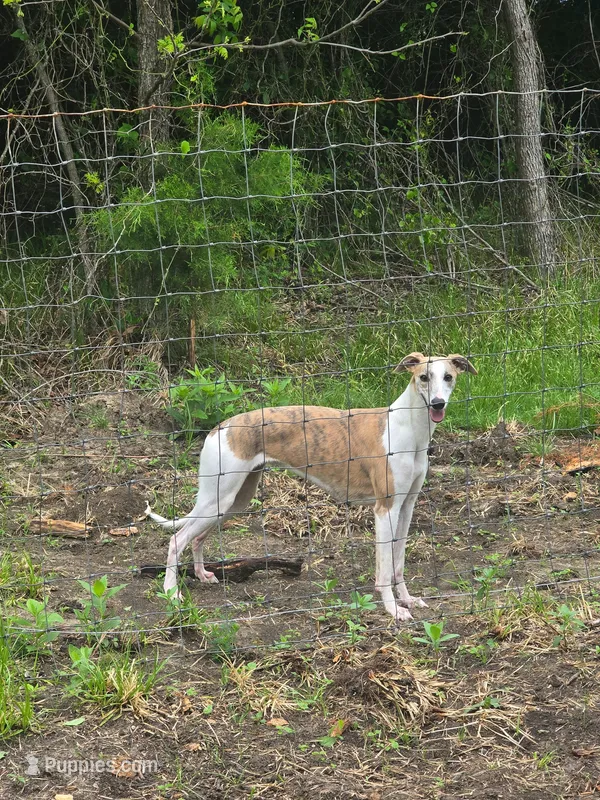 Hazel Haze – Whippet puppy for sale in Greenville, TX