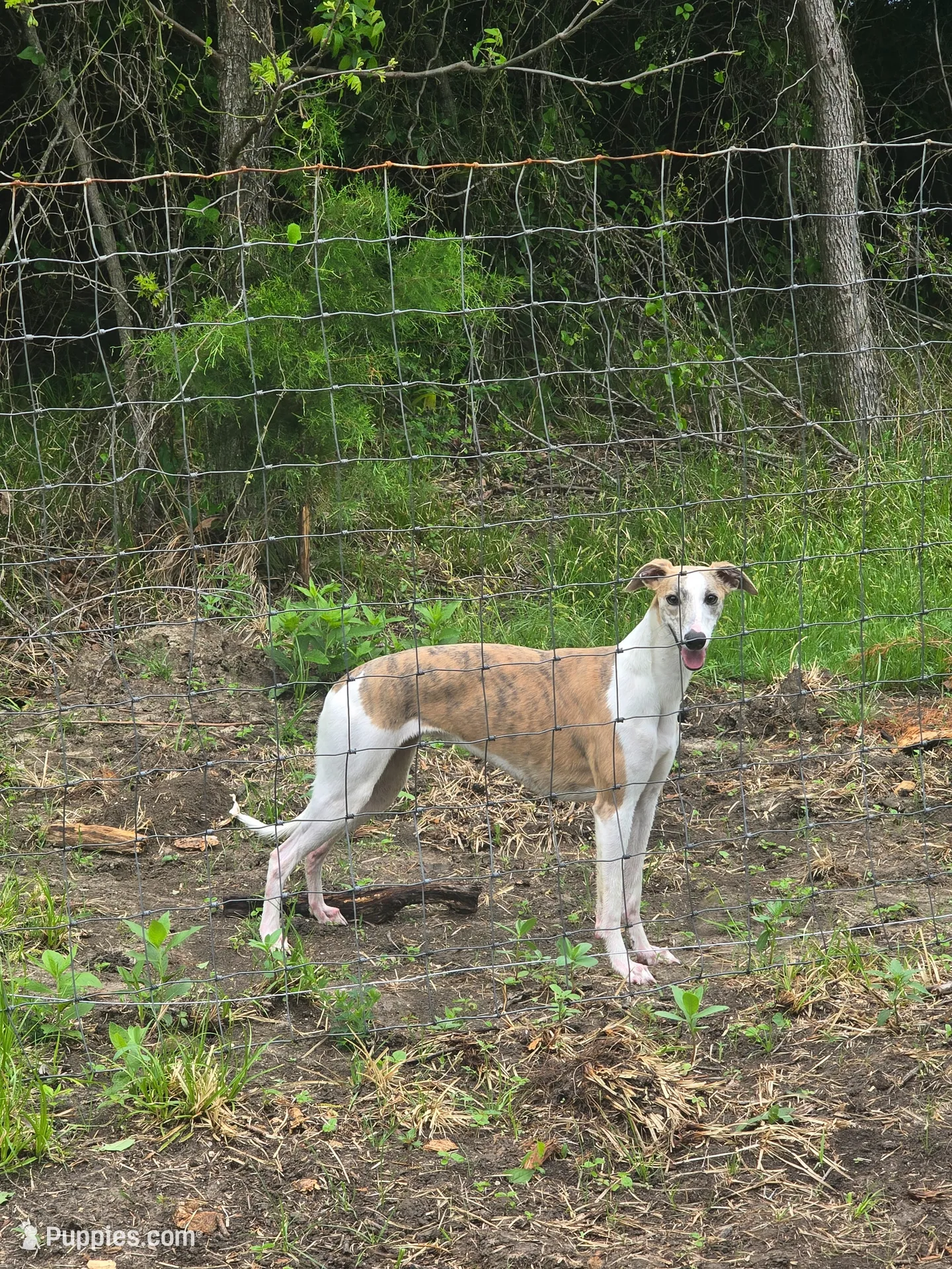 Hazel Haze, a female Whippet for sale in Greenville, TX – 1 of 10