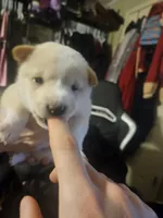 processed/58ee5dea-56ef-427d-bbb8-c3d4282de0ec/listing/226d032a-a314-4ff8-958e-934887f2d71a/4d43227d-28db-4ebe-a948-04ae0bddd30d