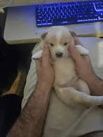 processed/58ee5dea-56ef-427d-bbb8-c3d4282de0ec/listing/226d032a-a314-4ff8-958e-934887f2d71a/7e3fed93-3983-4386-95f4-d8d09dc9d855