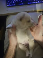 processed/58ee5dea-56ef-427d-bbb8-c3d4282de0ec/listing/226d032a-a314-4ff8-958e-934887f2d71a/a1cb0ae9-1259-4f67-84b2-e0f0159e1757