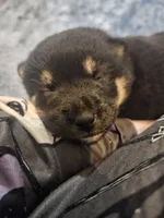 processed/58ee5dea-56ef-427d-bbb8-c3d4282de0ec/listing/553cc16a-3bdd-4b4a-9c29-0644347caaed/801c6f51-2dc0-4670-ad81-7d3a813a557b