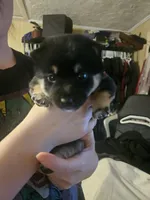 processed/58ee5dea-56ef-427d-bbb8-c3d4282de0ec/listing/553cc16a-3bdd-4b4a-9c29-0644347caaed/f4310790-31cd-43ce-9586-3344434a2b18