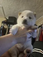 processed/58ee5dea-56ef-427d-bbb8-c3d4282de0ec/listing/e6d54a96-dfe3-4f85-817a-4d024fbd60d0/29022c5b-d942-437a-adef-178a523efe41