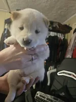 processed/58ee5dea-56ef-427d-bbb8-c3d4282de0ec/listing/e6d54a96-dfe3-4f85-817a-4d024fbd60d0/5a3d3db6-d7c9-48a9-b6c0-e56fa0016657