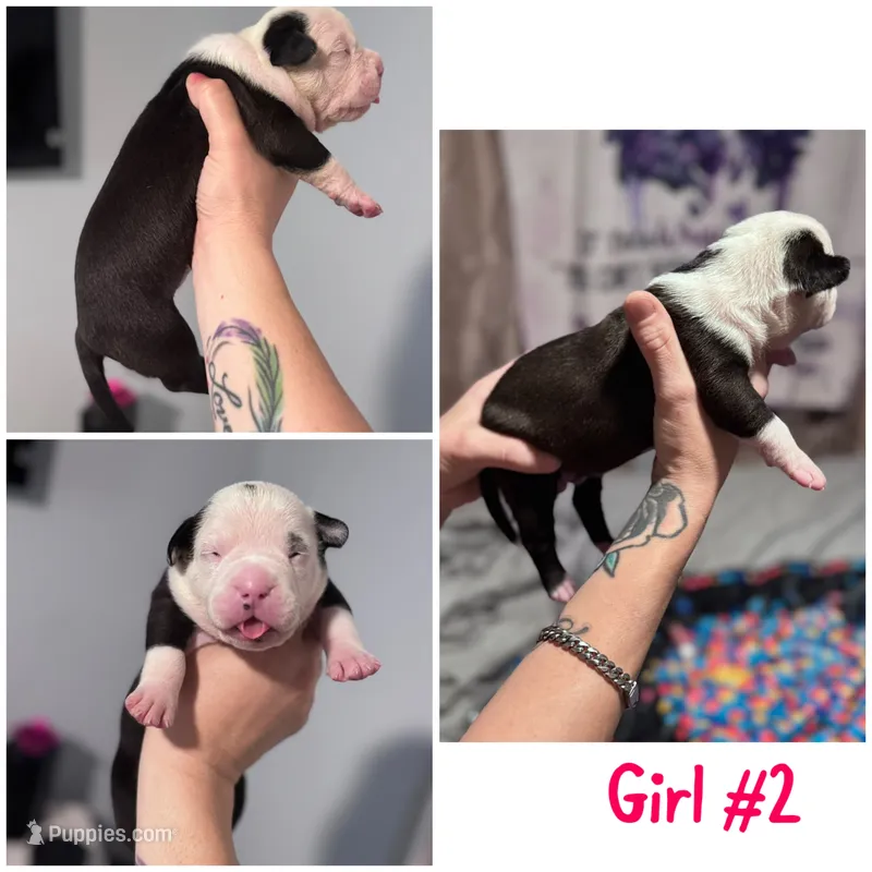 Cici – French Bulldog, American Staffordshire Terrier puppy for sale in Beaumont, CA