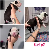Cici, a female French Bulldog and American Staffordshire Terrier for sale in Beaumont, CA – 1 of 1
