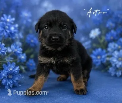 Onyx – German Shepherd Dog puppy for sale in Hialeah, FL