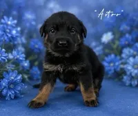 Onyx, a male German Shepherd Dog for sale in Hialeah, FL – 1 of 1