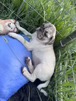 Phantom, a male Pug for sale in Glasgow, KY – 3 of 4