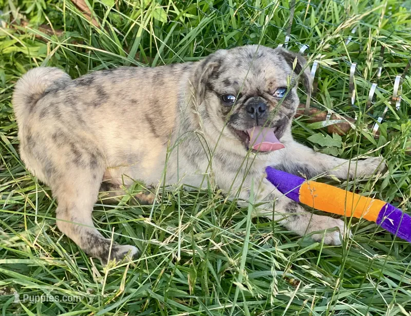Nara – Pug puppy for sale in Glasgow, KY
