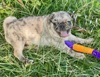 Nara, a female Pug for sale in Glasgow, KY – 1 of 4