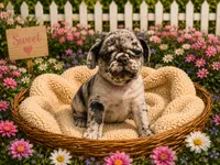 Myst , a female Pug for sale in Glasgow, KY – 1 of 4