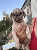 Briar, a female Pug for sale in Glasgow, KY – 2 of 4