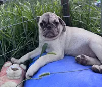 Phantom, a male Pug for sale in Glasgow, KY – 4 of 4