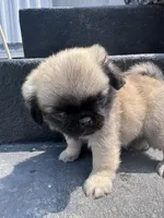 Potato, a male Pug for sale in Glasgow, KY – 4 of 4