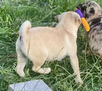 Nala, a female Pug for sale in Glasgow, KY – 2 of 3