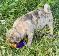 Nara, a female Pug for sale in Glasgow, KY – 4 of 4