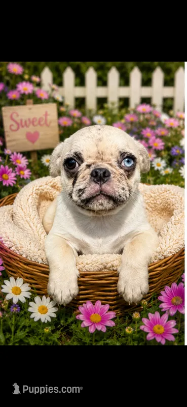 Atlas – Pug puppy for sale in Glasgow, KY
