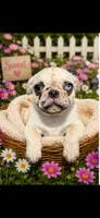 Atlas, a male Pug for sale in Glasgow, KY – 1 of 4