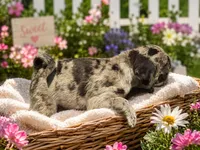 Osiris, a male Pug for sale in Glasgow, KY – 2 of 4