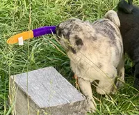 Nara, a female Pug for sale in Glasgow, KY – 3 of 4