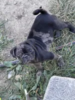 Porkchop, a male Pug for sale in Glasgow, KY – 5 of 6