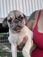 Phantom, a male Pug for sale in Glasgow, KY – 2 of 4