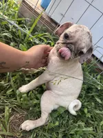 Briar, a female Pug for sale in Glasgow, KY – 4 of 4