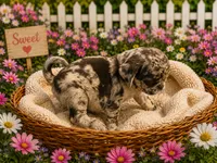 Myst , a female Pug for sale in Glasgow, KY – 2 of 4