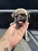 Posie, a female Pug for sale in Glasgow, KY – 3 of 4