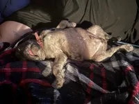 Porkchop, a male Pug for sale in Glasgow, KY – 3 of 6
