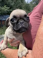 Nubby, a male Pug for sale in Glasgow, KY – 3 of 4