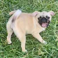 Nala, a female Pug for sale in Glasgow, KY – 3 of 3