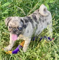 Nara, a female Pug for sale in Glasgow, KY – 2 of 4