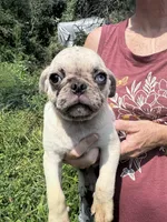 Atlas, a male Pug for sale in Glasgow, KY – 3 of 4
