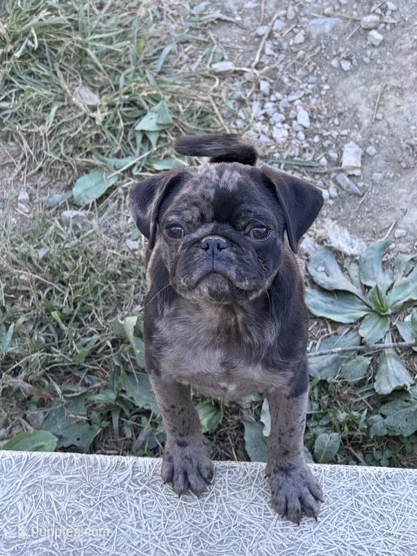 Porkchop – Pug puppy for sale in Glasgow, KY