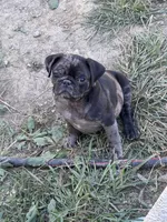 Porkchop, a male Pug for sale in Glasgow, KY – 6 of 6